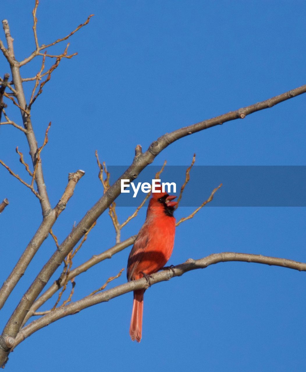 Low angle view of cardinal perching on bare tree against blue sky