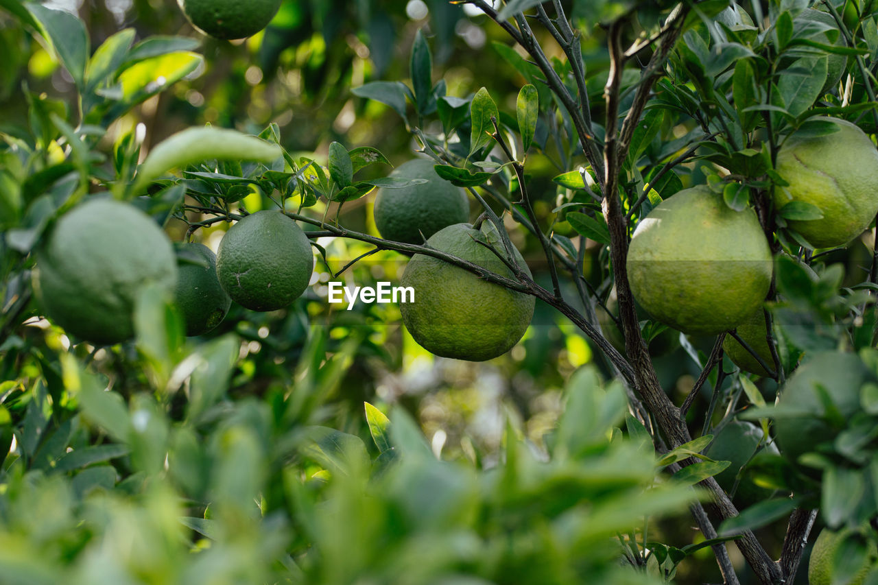 low angle view of fruits on tree