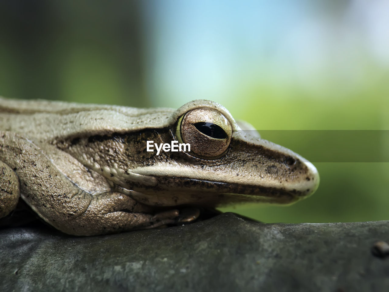 Close-up of frog on rock 