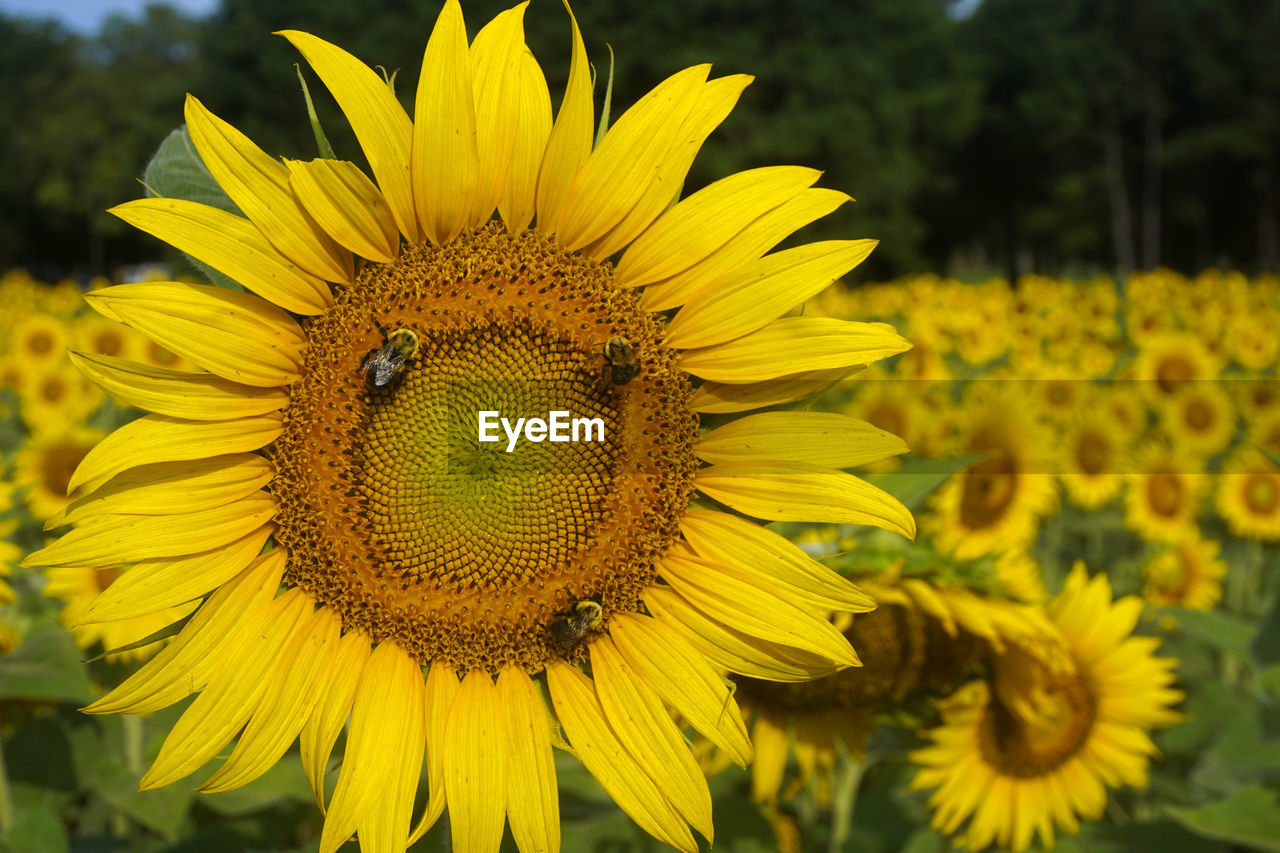 Selective focus on bees on a sunflower