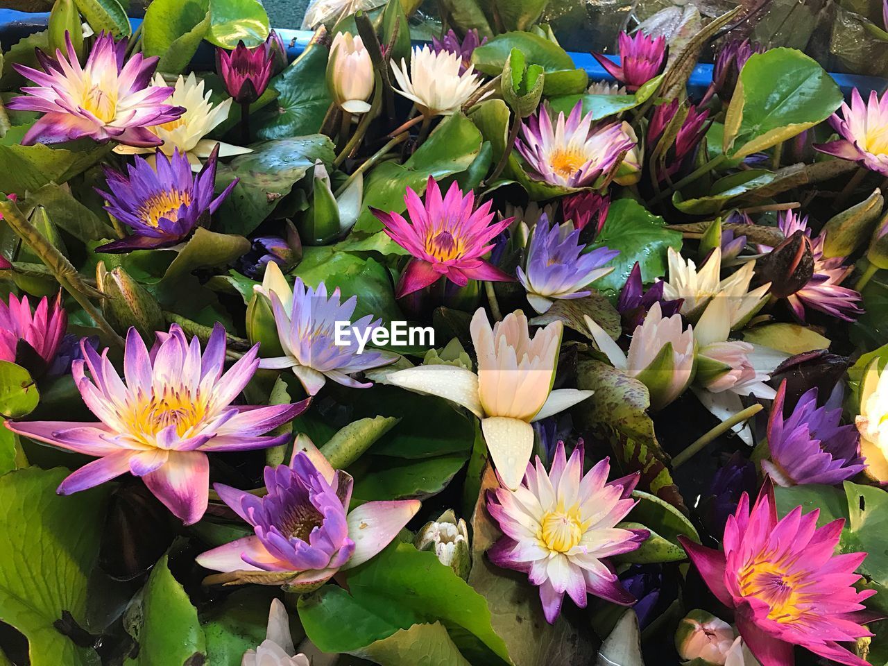 CLOSE-UP OF PINK AND PURPLE FLOWERS