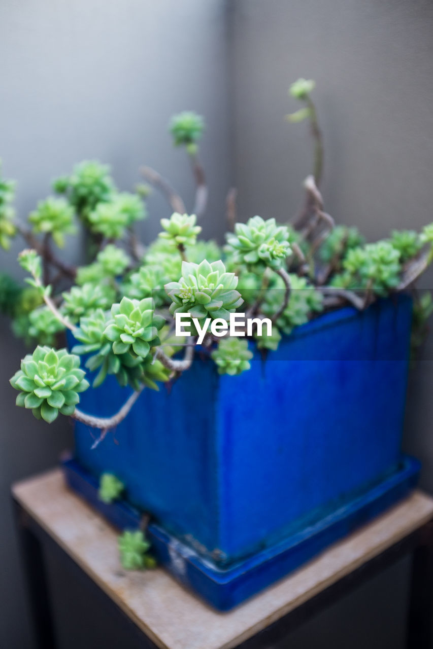 Close-up of potted plant