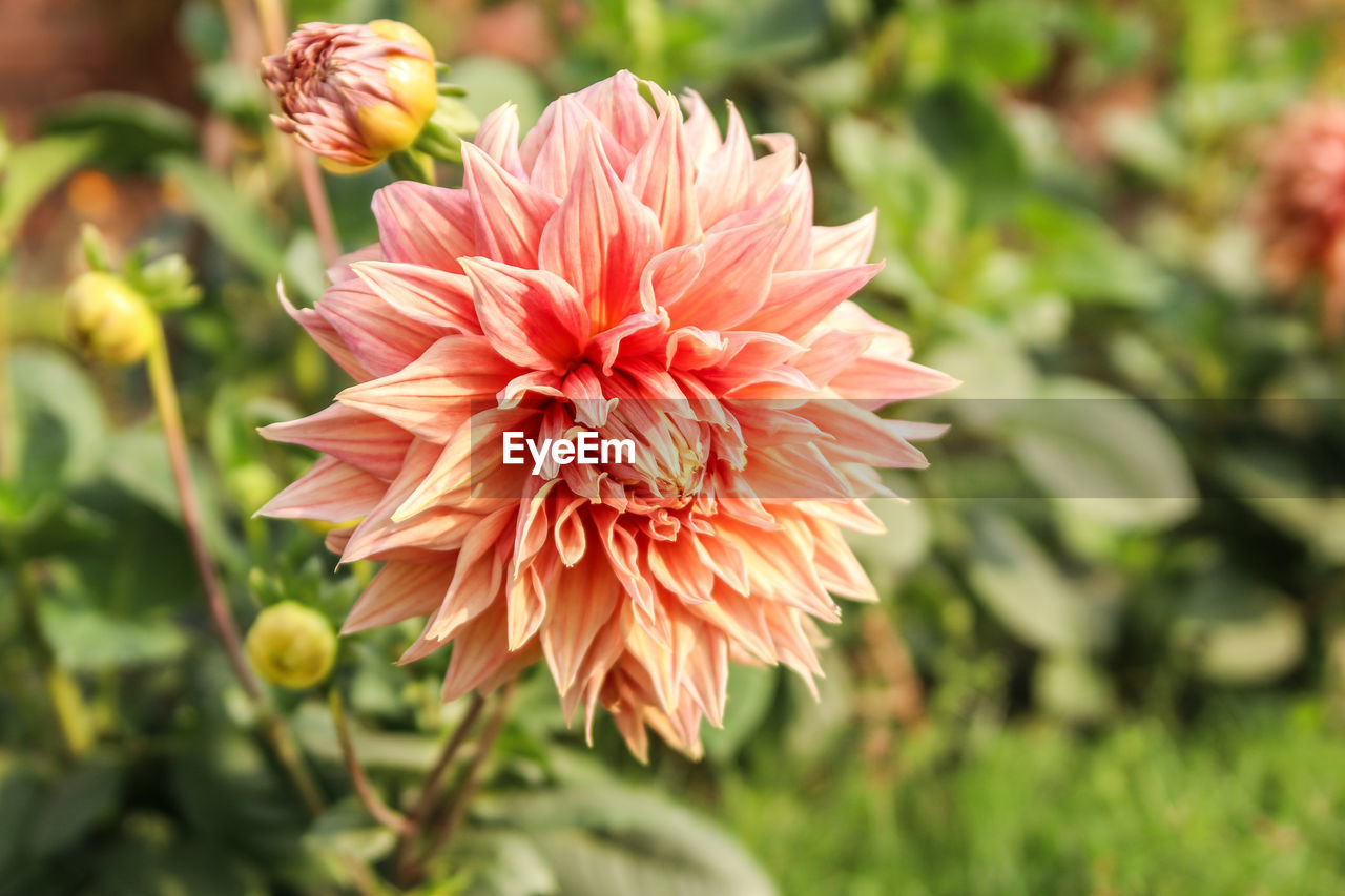 CLOSE-UP OF PINK FLOWER ON PLANT