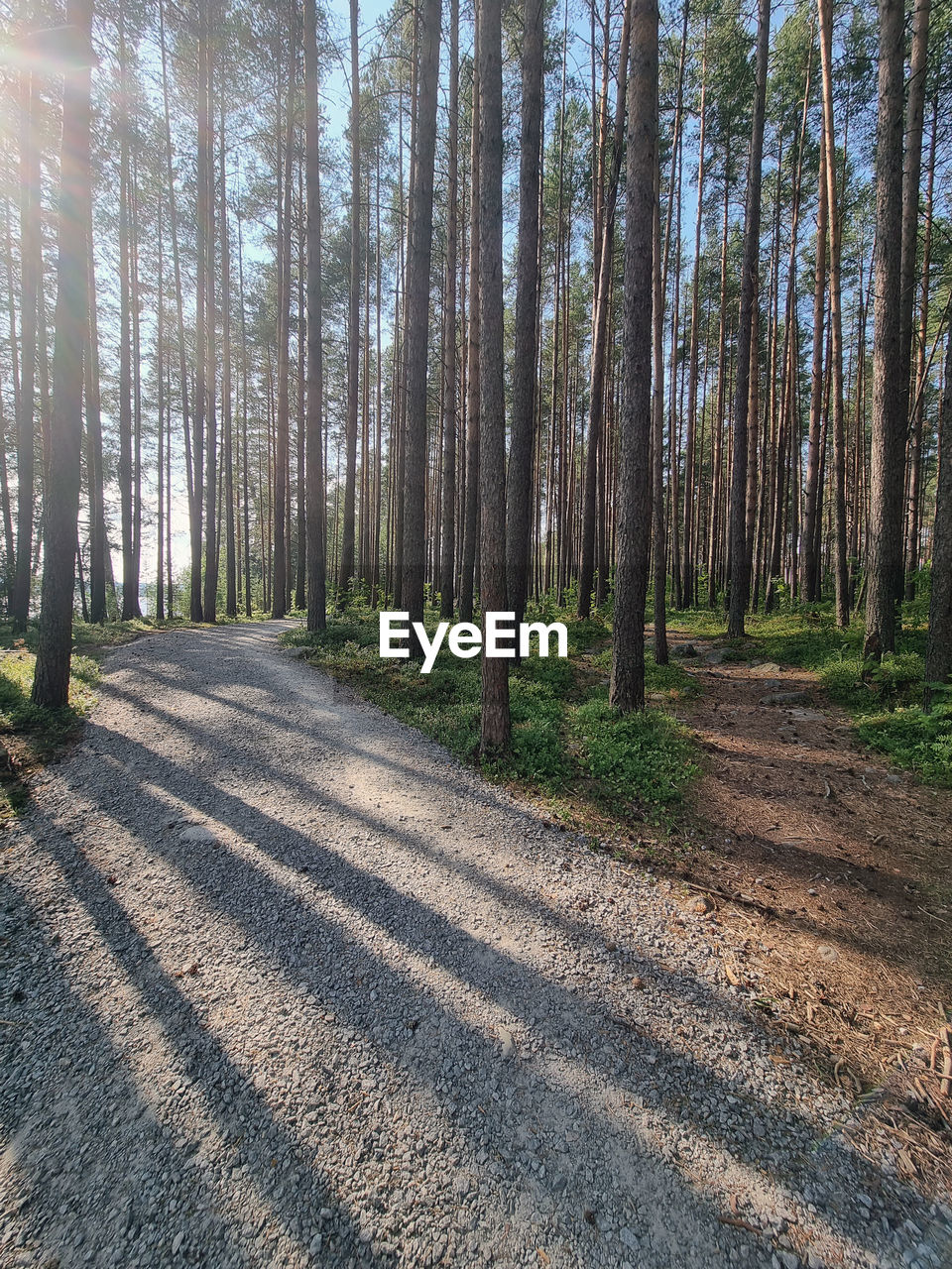 tree, plant, forest, land, sunlight, nature, beauty in nature, woodland, tranquility, tree trunk, trunk, non-urban scene, scenics - nature, environment, tranquil scene, landscape, road, no people, shadow, day, growth, natural environment, the way forward, trail, pinaceae, coniferous tree, sunbeam, sky, outdoors, pine woodland, pine tree, footpath, idyllic, wilderness, sunny, remote, transportation, grove