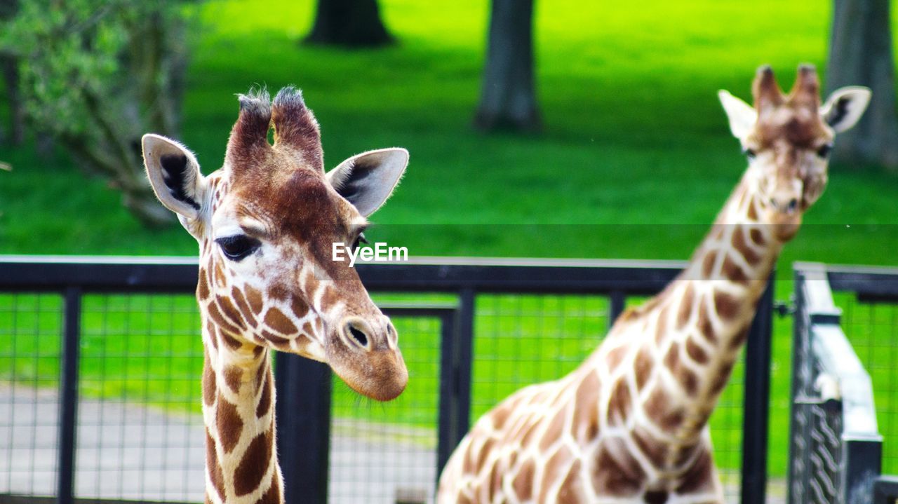 Giraffe in zoo