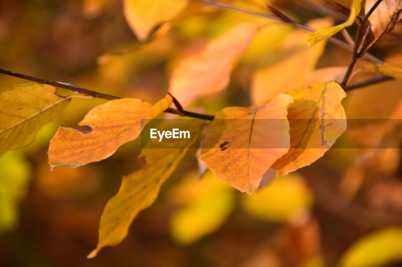 CLOSE-UP OF AUTUMNAL LEAVES