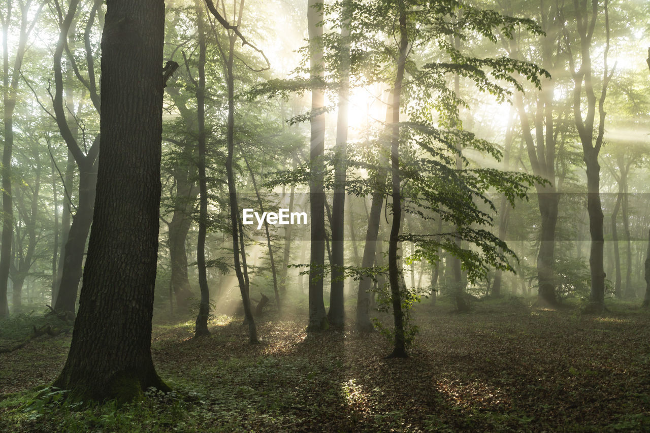 SUNLIGHT STREAMING THROUGH TREES IN FOREST DURING FOGGY WEATHER