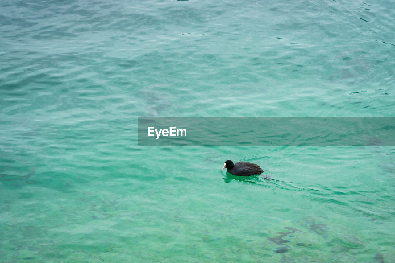 HIGH ANGLE VIEW OF BIRD SWIMMING IN WATER