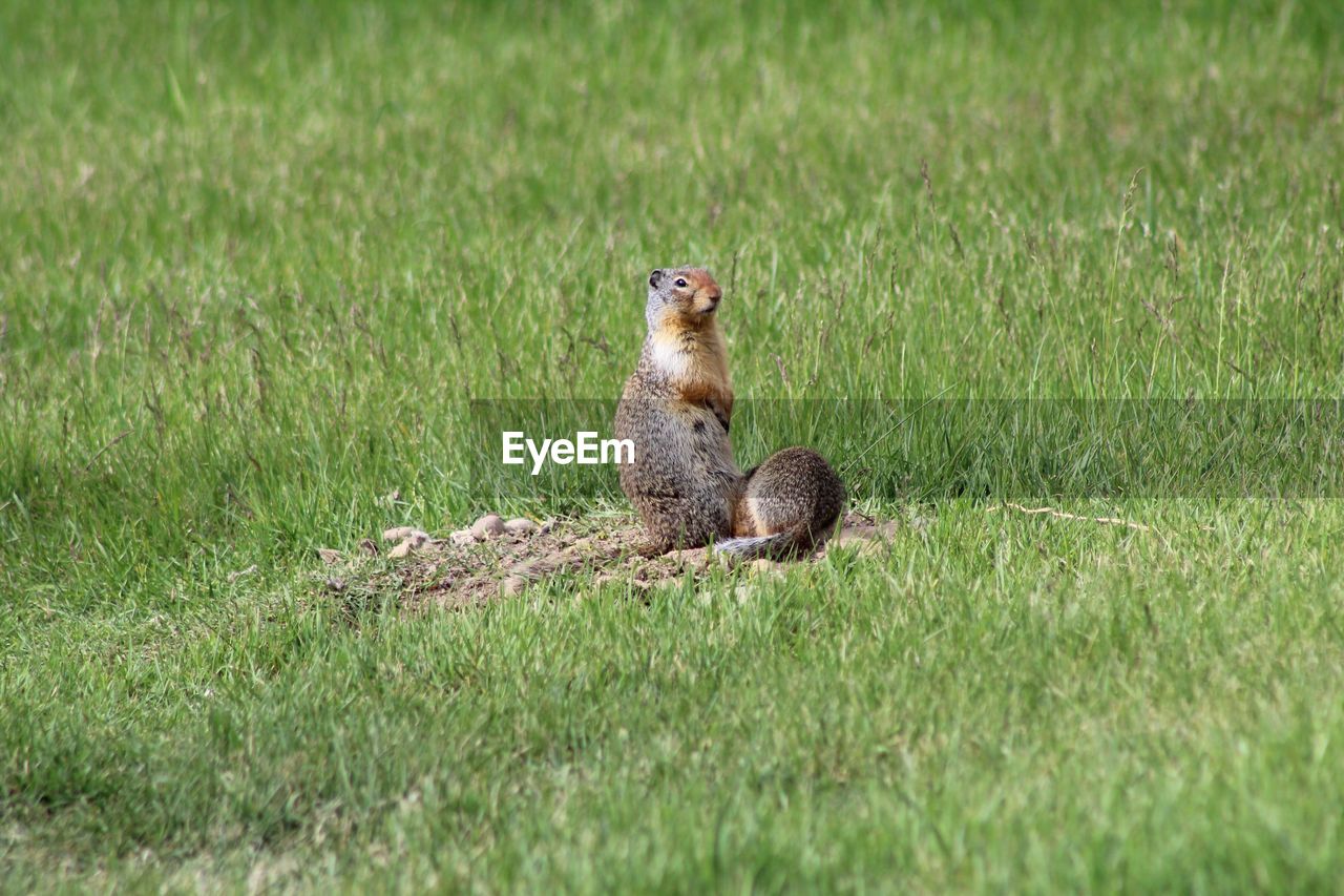 SQUIRREL SITTING ON A FIELD