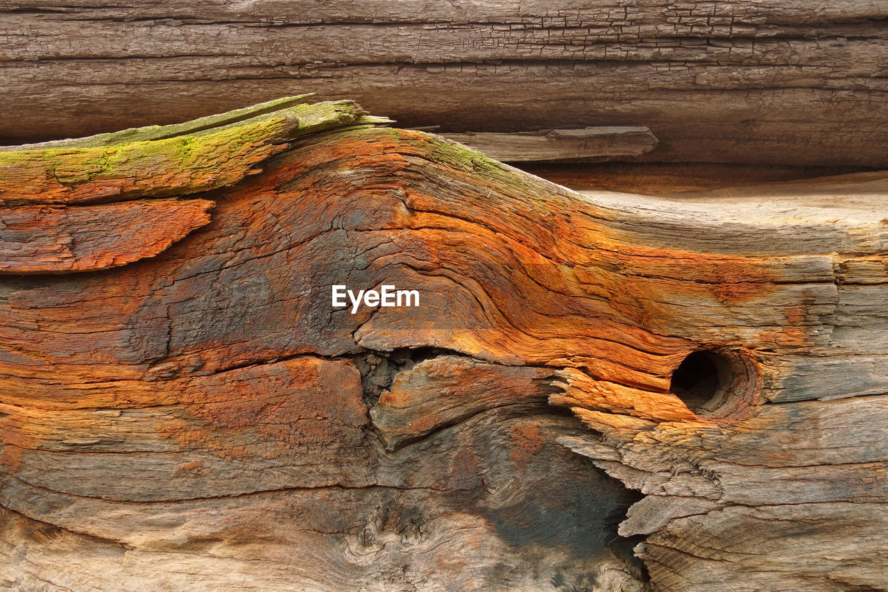 FULL FRAME SHOT OF TREE BARK