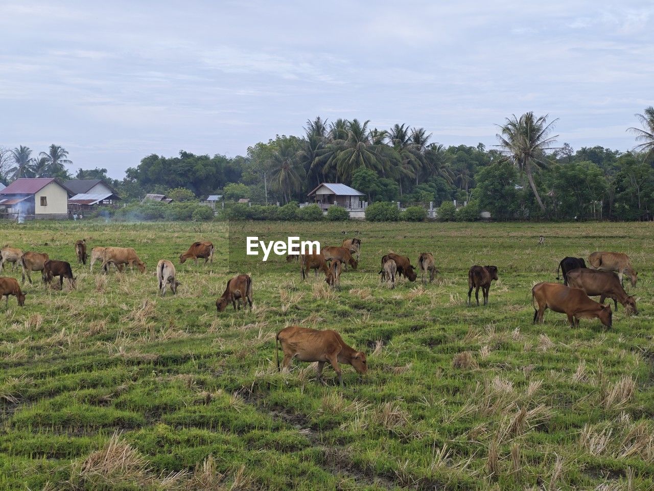 animal themes, mammal, animal, pasture, plant, group of animals, domestic animals, livestock, field, agriculture, grazing, grass, animal wildlife, land, nature, herd, wildlife, landscape, grassland, large group of animals, no people, environment, sky, pet, cattle, plain, tree, cloud, prairie, rural area, natural environment, rural scene, meadow, day, outdoors, green, farm, growth, beauty in nature