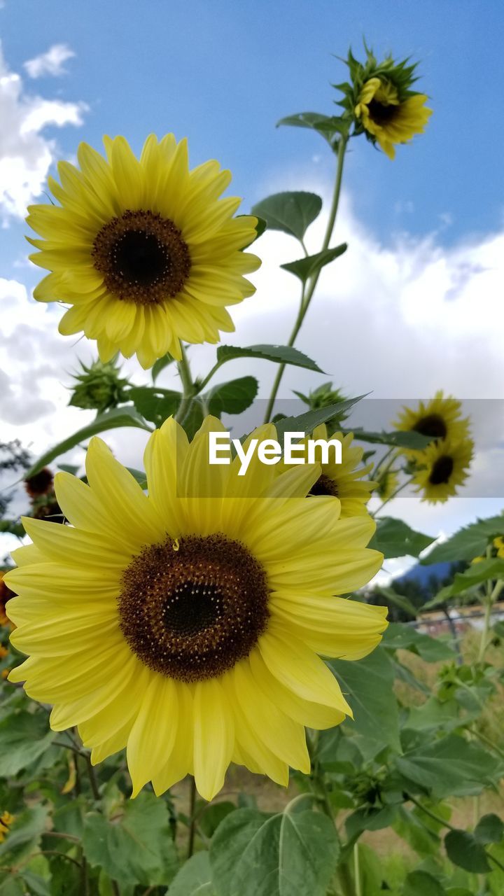 Close-up of sunflower against sky