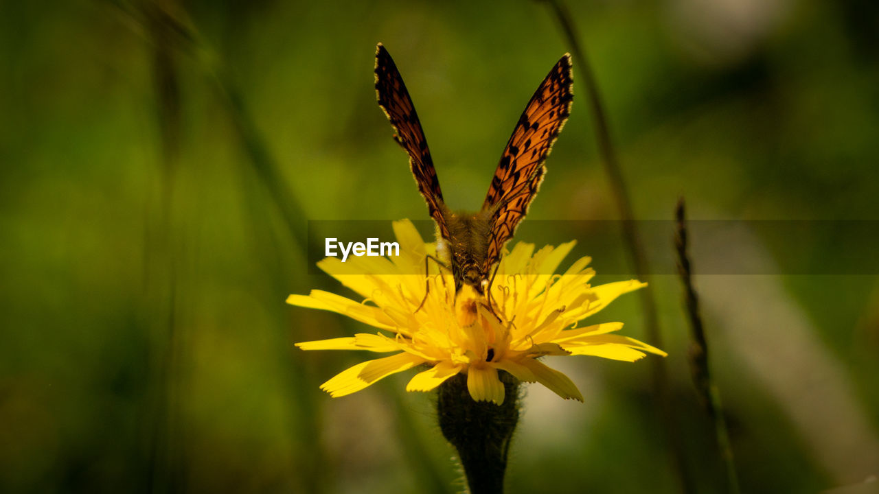 flower, nature, flowering plant, beauty in nature, yellow, plant, insect, animal wildlife, animal, animal themes, freshness, macro photography, fragility, close-up, wildlife, animal wing, one animal, flower head, petal, butterfly, green, growth, focus on foreground, no people, sunlight, outdoors, animal body part, leaf, prairie, moths and butterflies, inflorescence, summer, grass, environment, meadow, plant stem, macro, springtime, botany, wildflower, day, selective focus