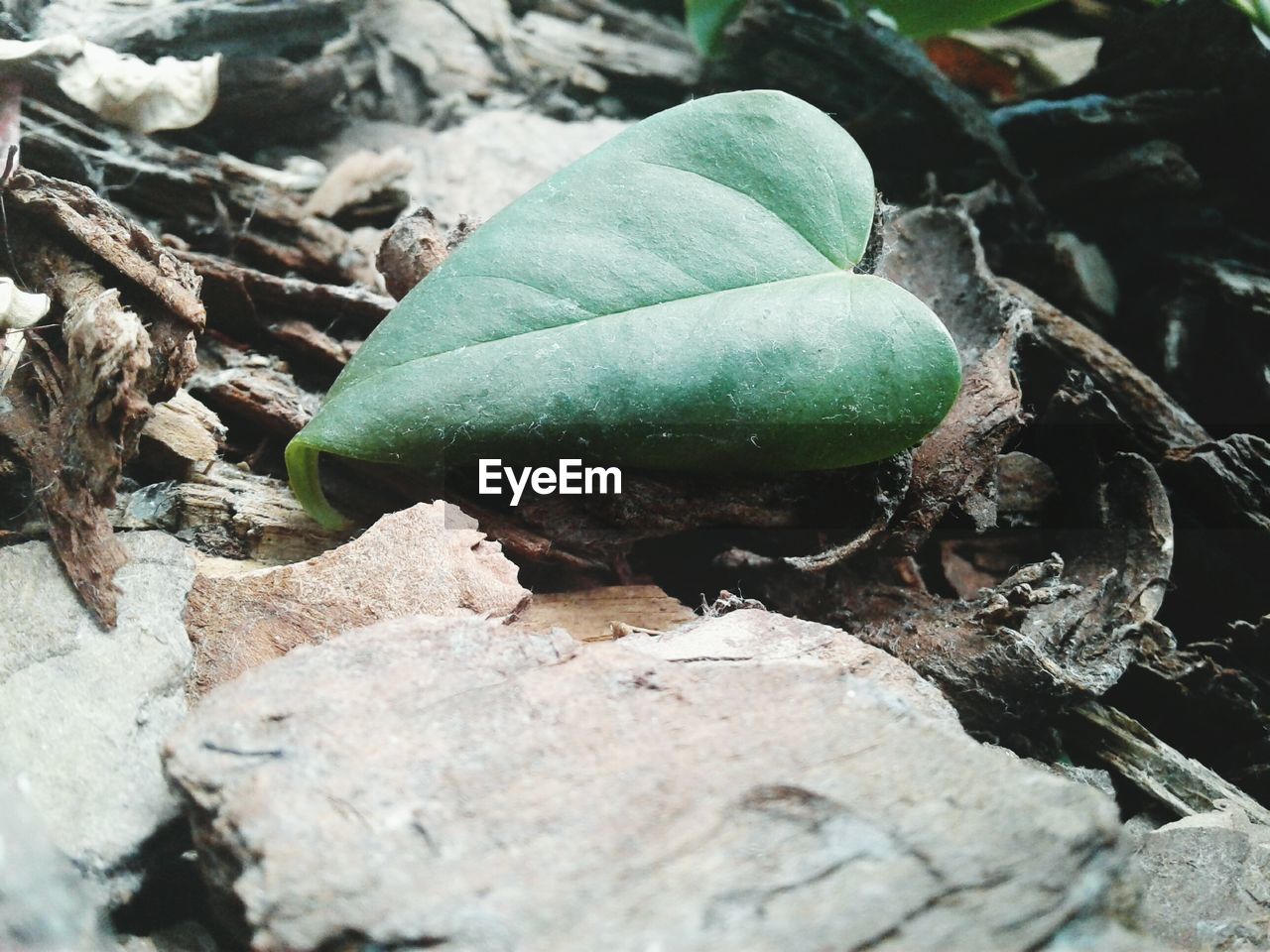 CLOSE-UP OF FRESH LEAF