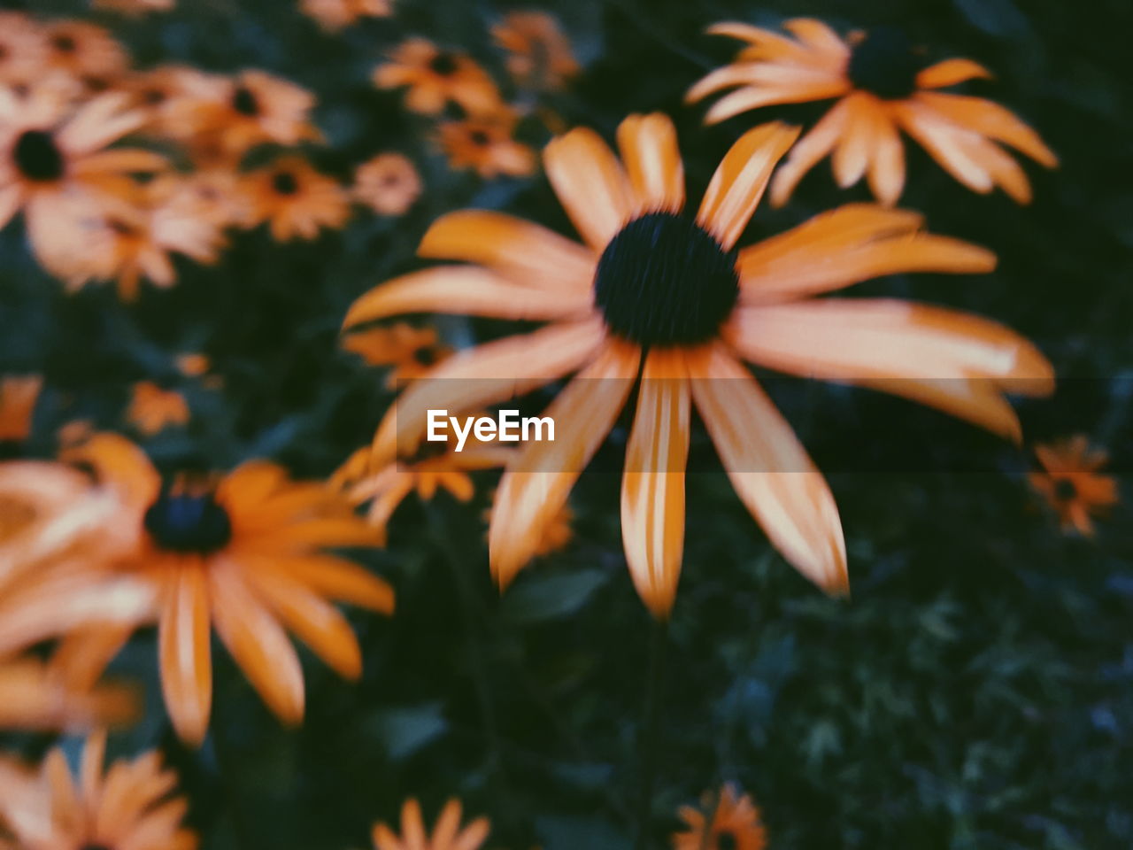 CLOSE-UP OF BLACK-EYED AND ORANGE FLOWER