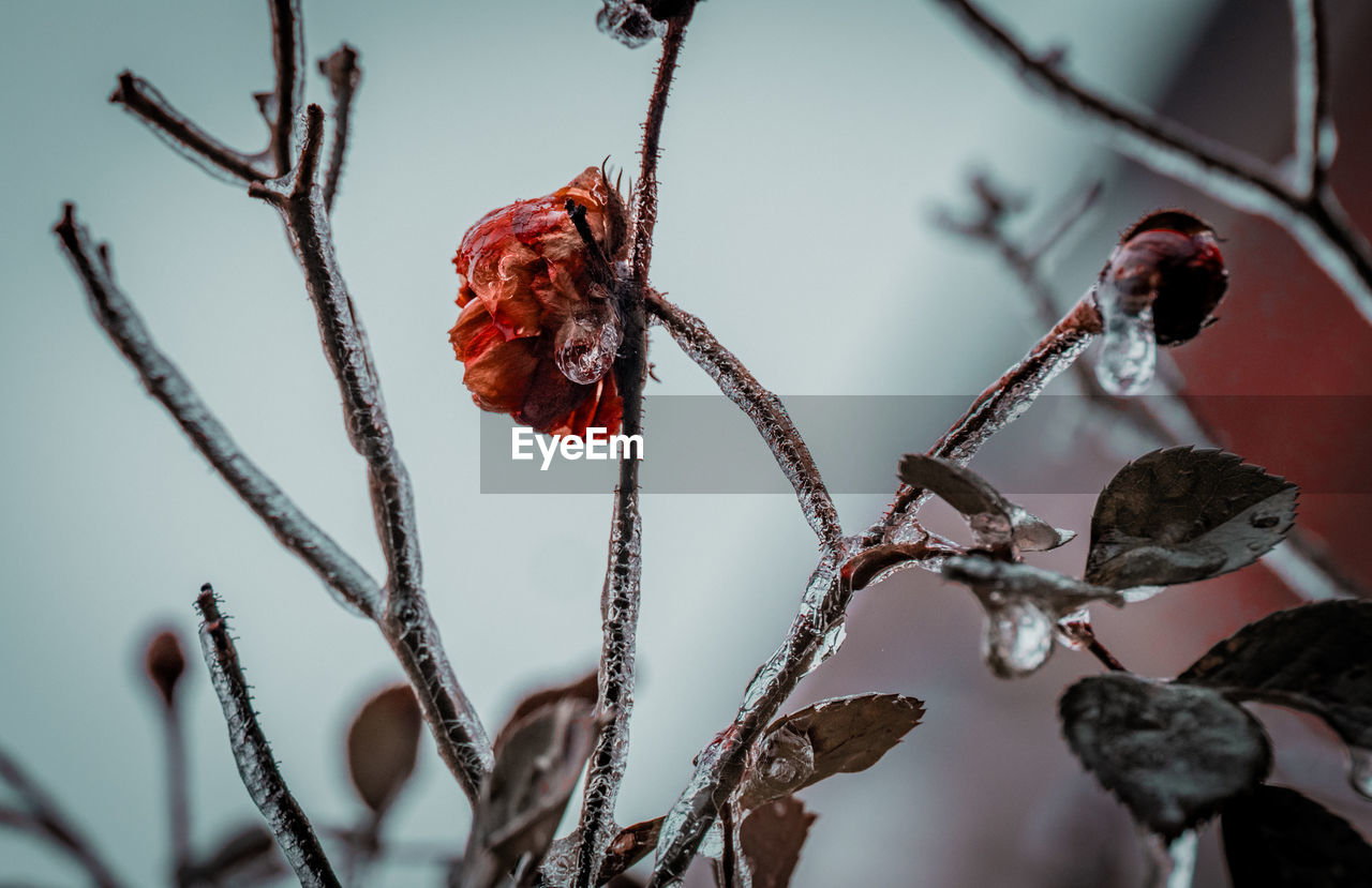 close-up, red, spring, macro photography, branch, twig, winter, plant, flower, leaf, nature, no people, beauty in nature, focus on foreground, tree, growth, cold temperature, outdoors, blossom, dry, flowering plant, fruit, food, day, fragility, food and drink