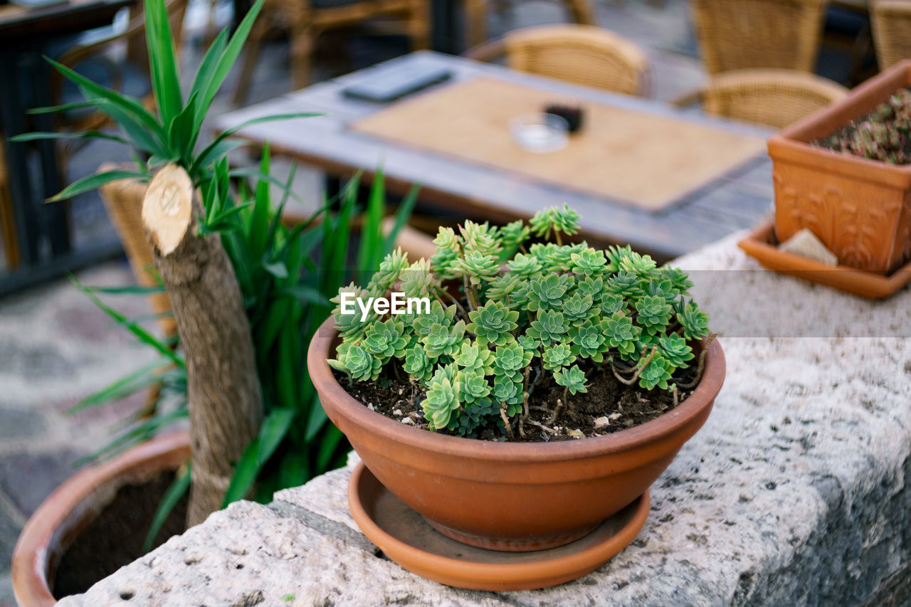 HIGH ANGLE VIEW OF POTTED PLANT IN POT