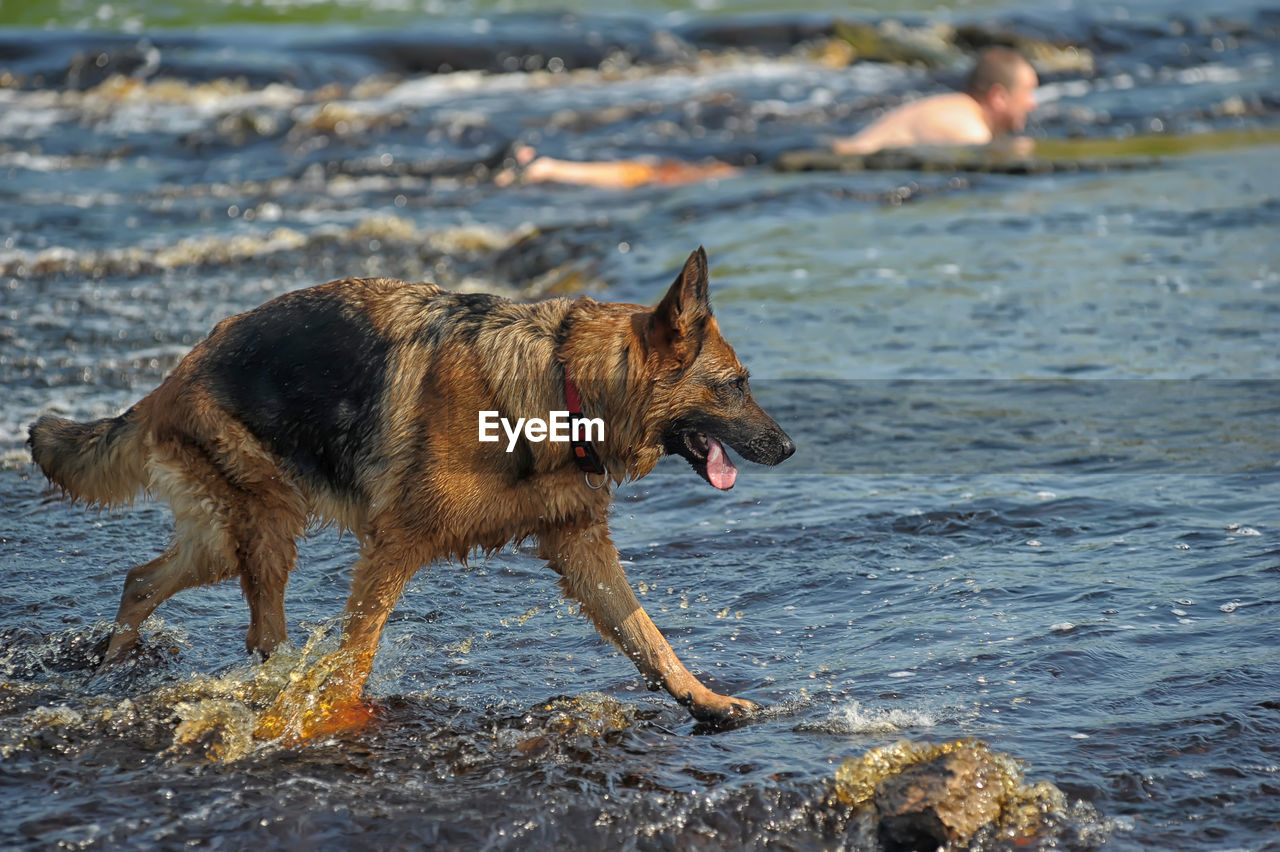 DOG ON BEACH