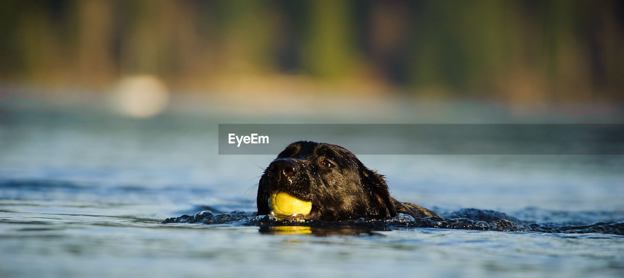 Black labrador retriever carrying ball in mouth while swimming in lake