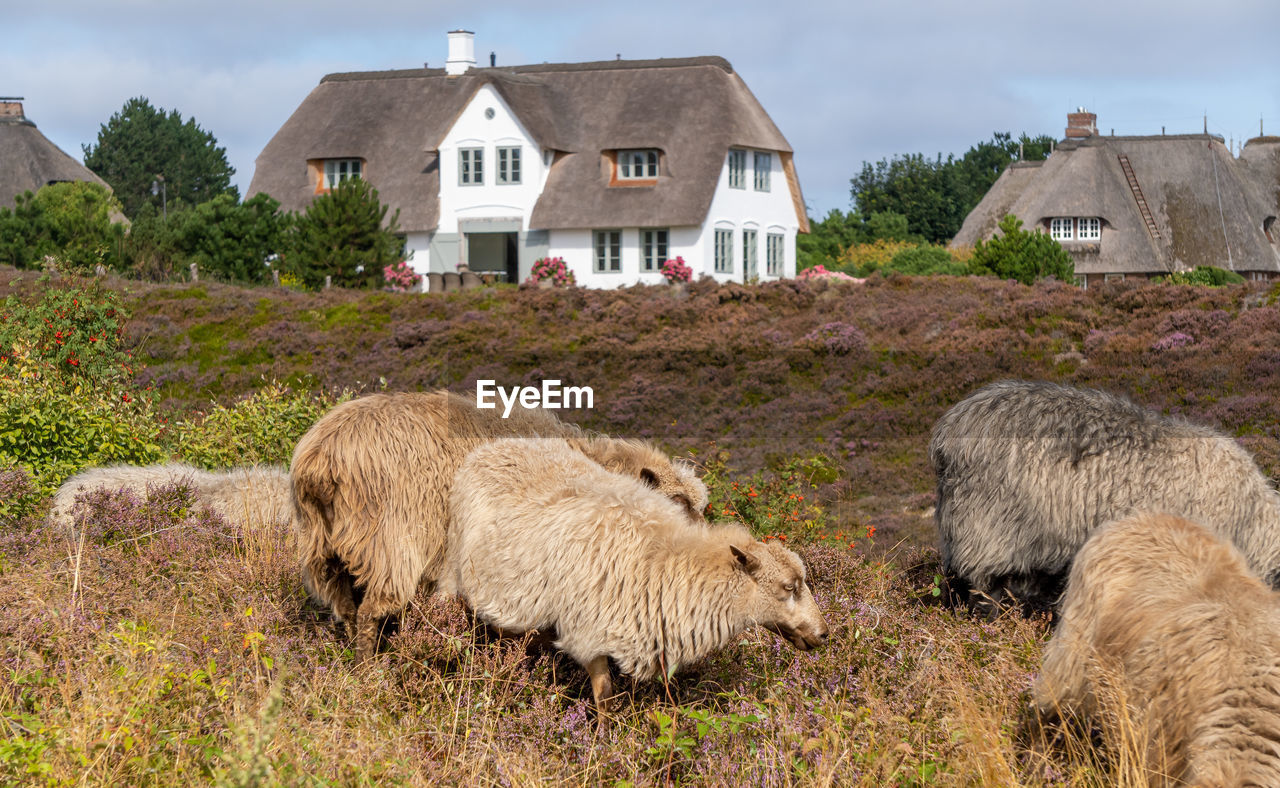 Grazing sheep on the island sylt in front of a house with thatched roof