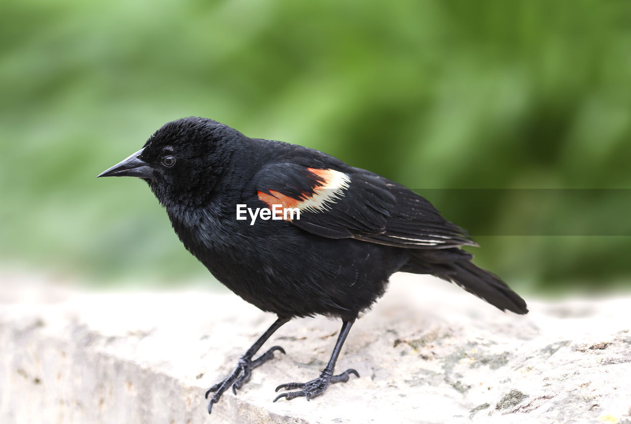 Close-up of a bird perching on a field