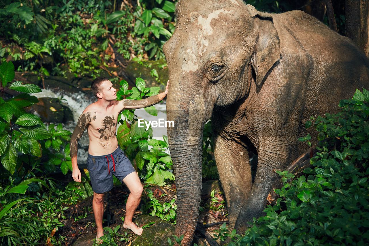 Shirtless young man standing by elephant in forest