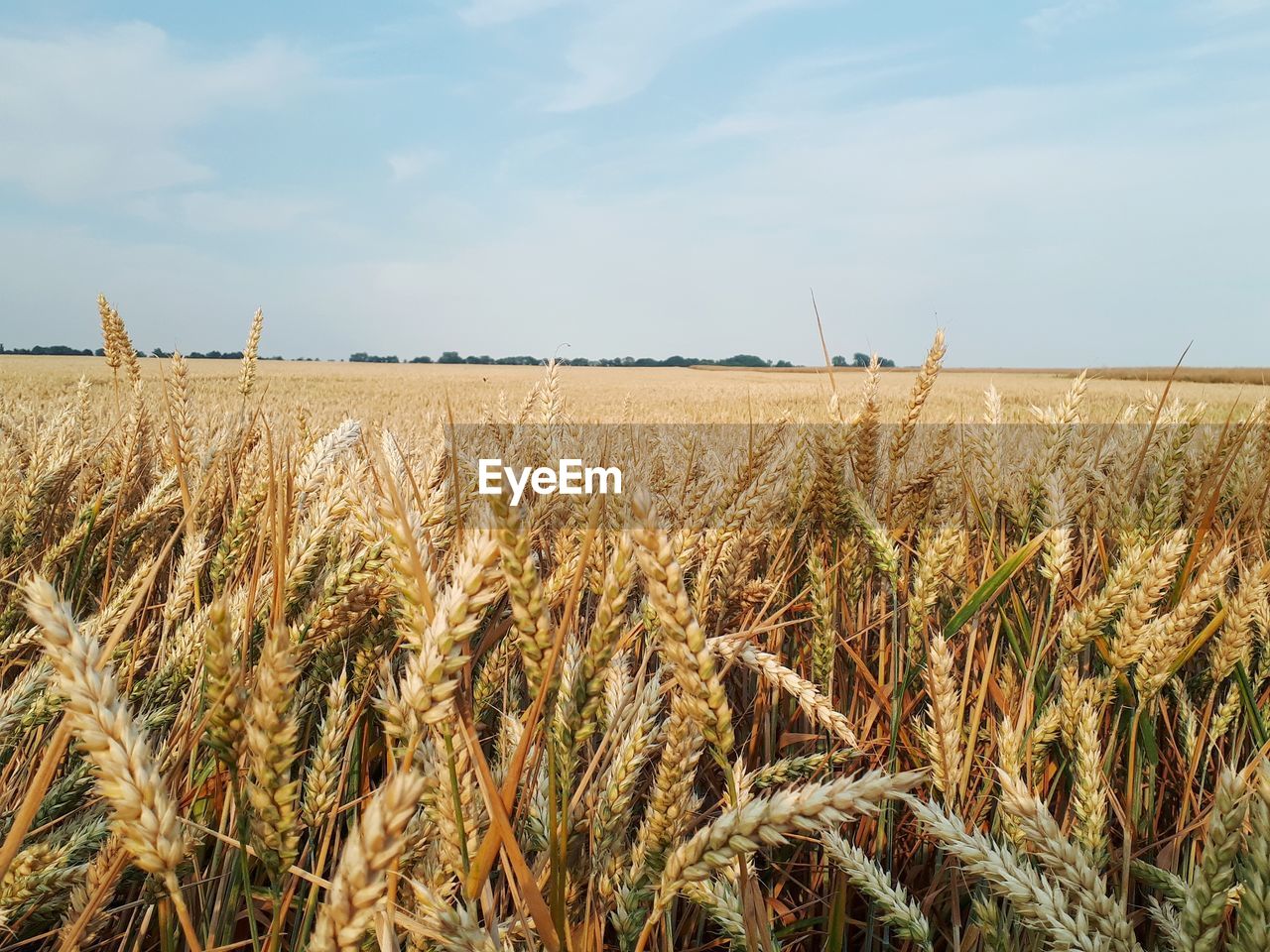 Scenic view of wheat field against sky