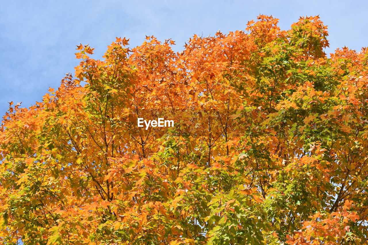 LOW ANGLE VIEW OF TREE IN AUTUMN