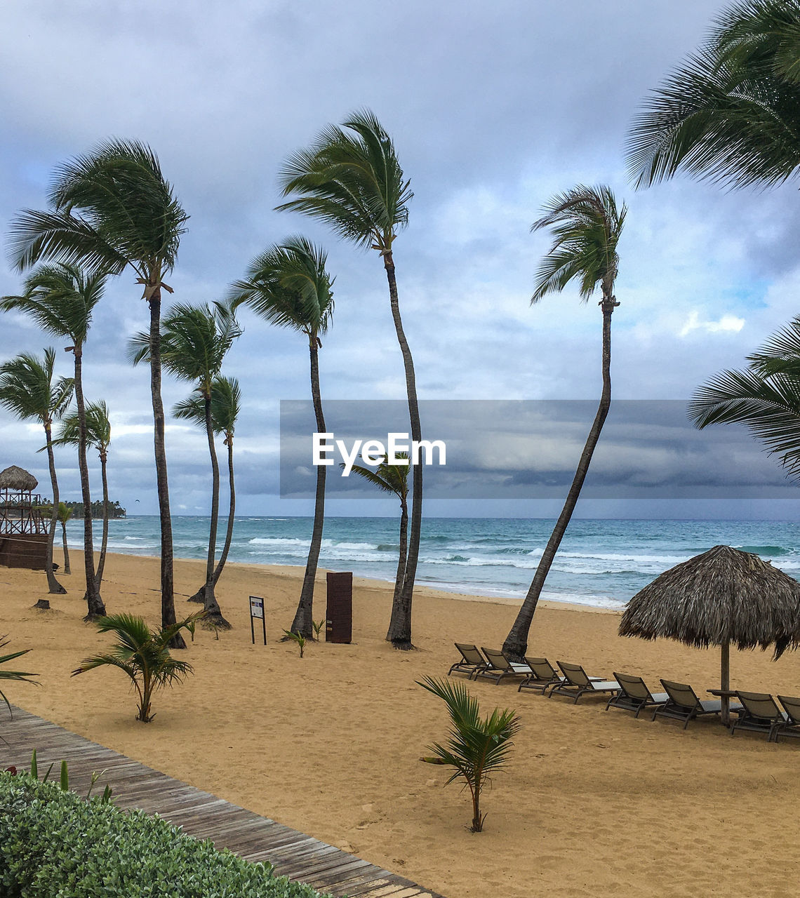 Palm trees on beach against a stormy sky 