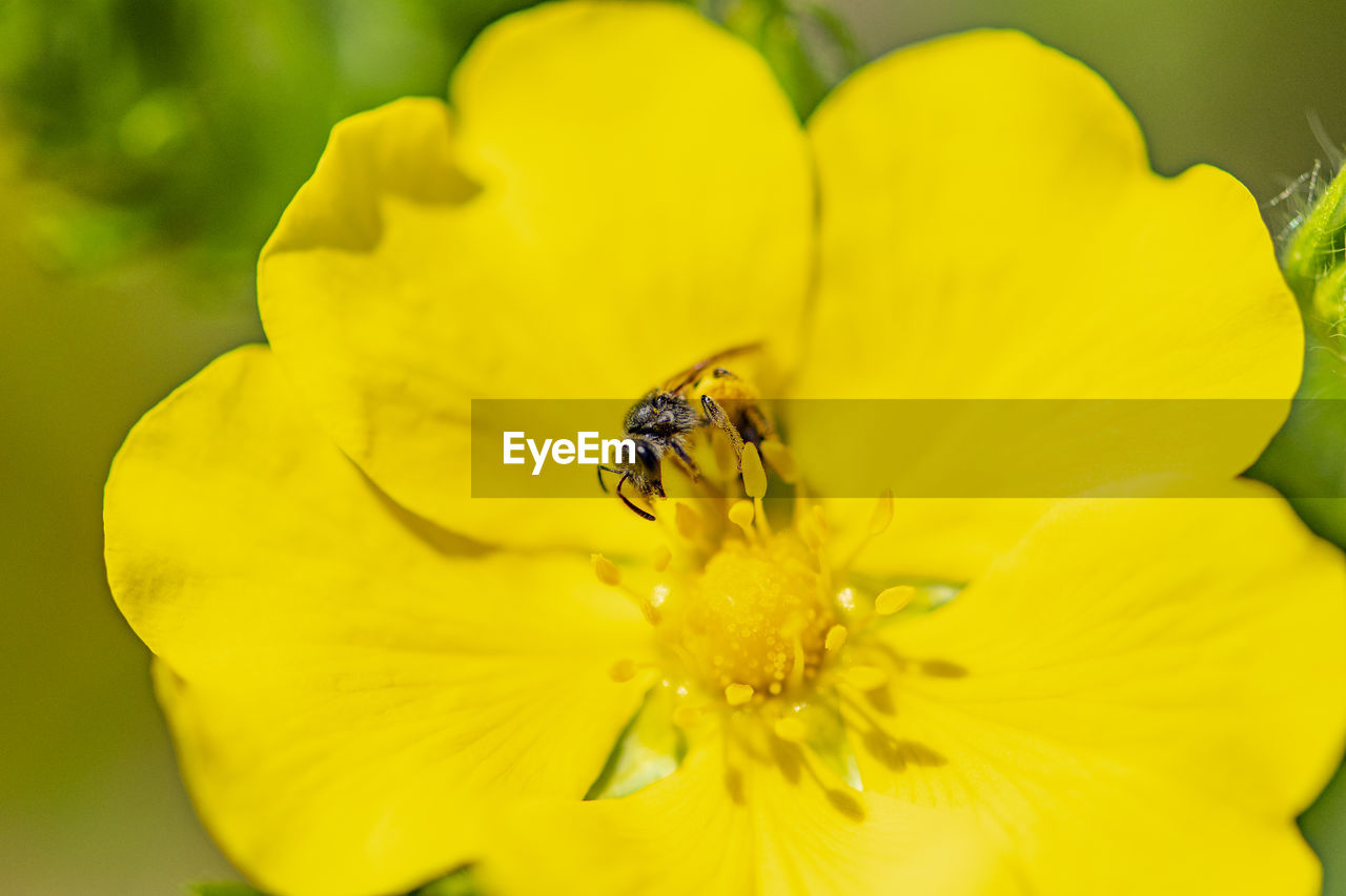 CLOSE-UP OF HONEY BEE ON YELLOW FLOWER