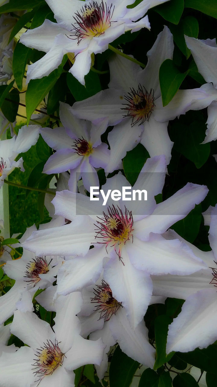 CLOSE-UP OF WHITE FLOWERS