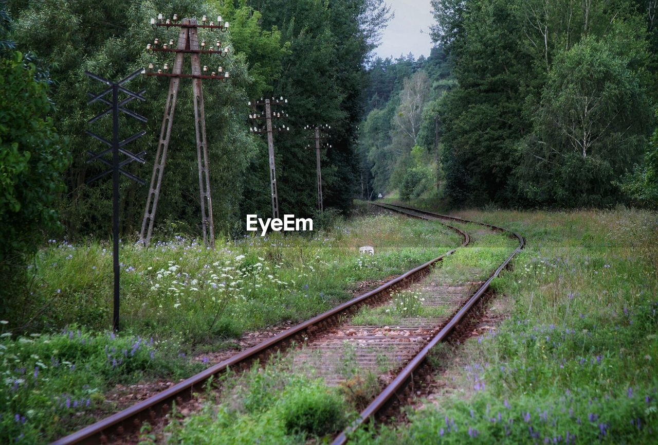 Railroad track amidst trees