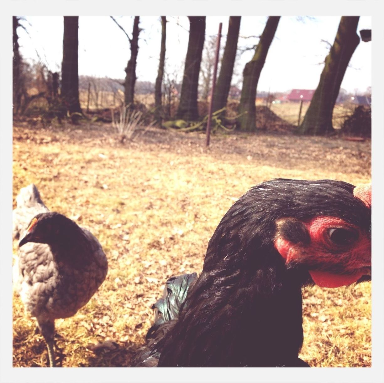 Close-up headshot of a hen