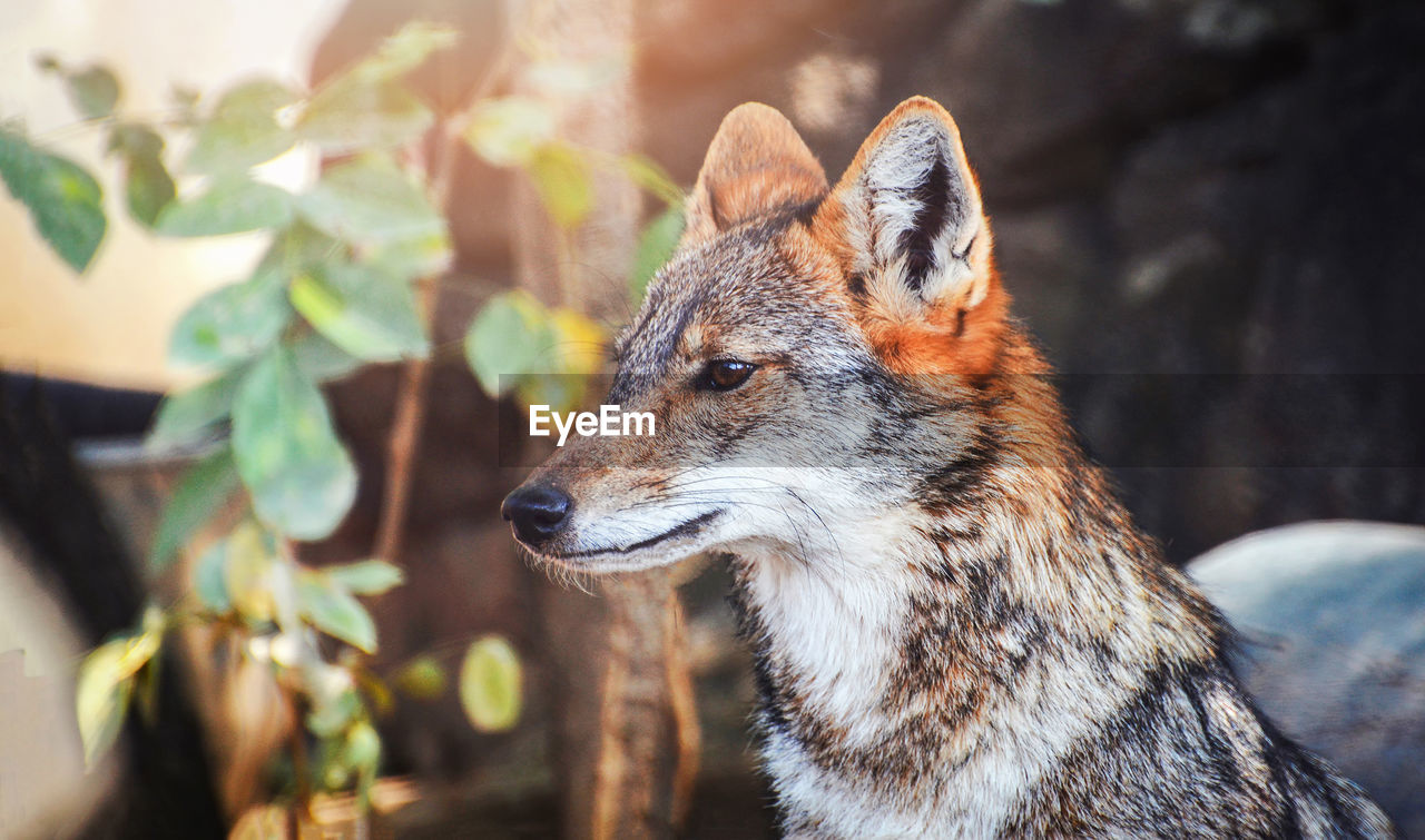 CLOSE-UP OF DOG LOOKING AWAY OUTDOORS