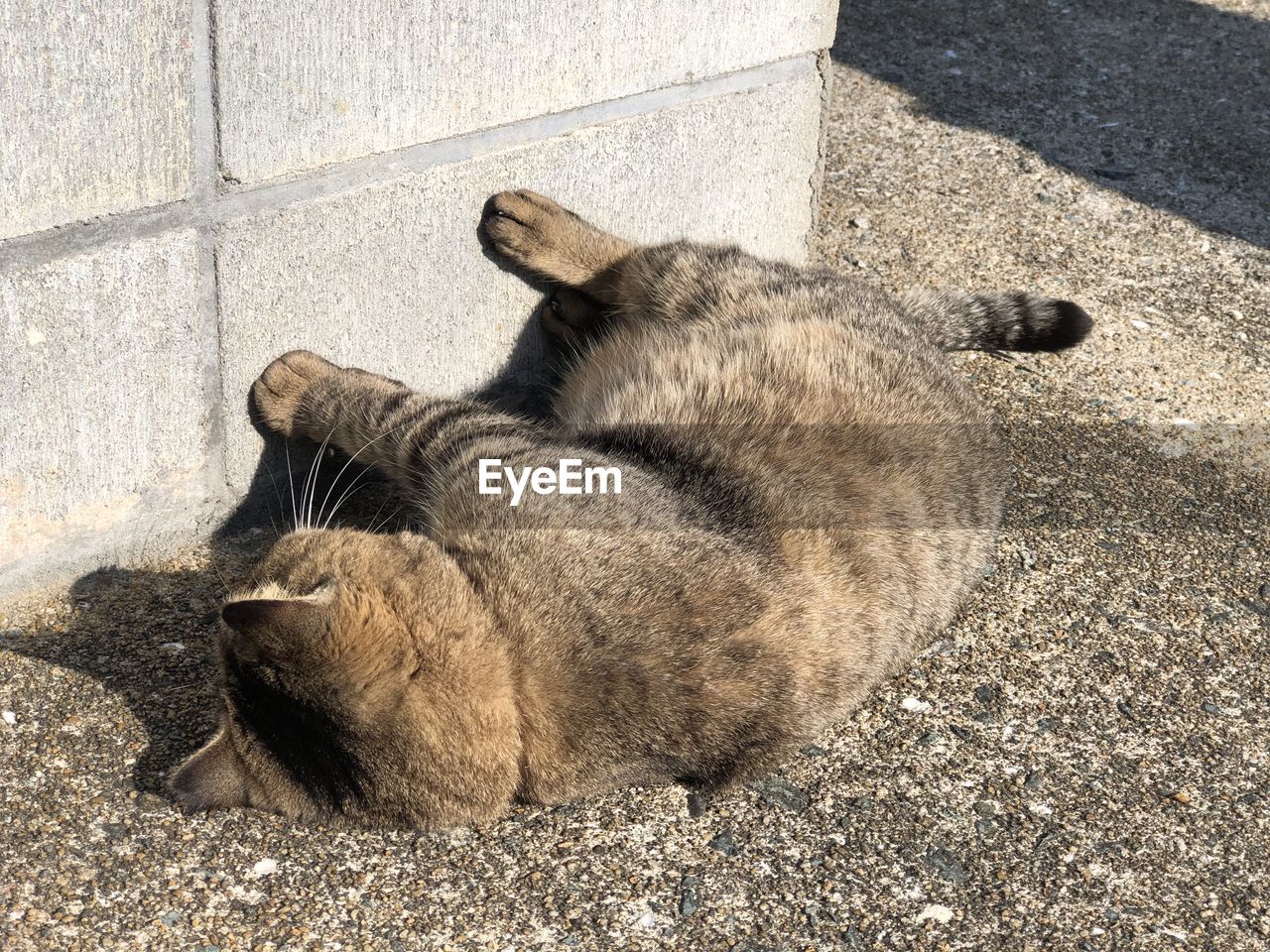 HIGH ANGLE VIEW OF CAT SLEEPING ON THE GROUND