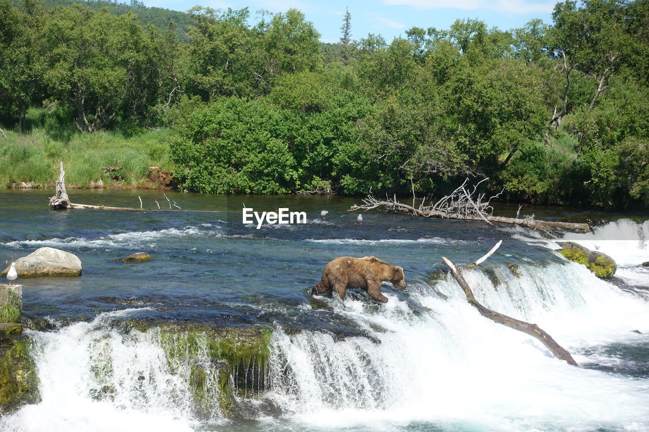 SCENIC VIEW OF WATERFALL