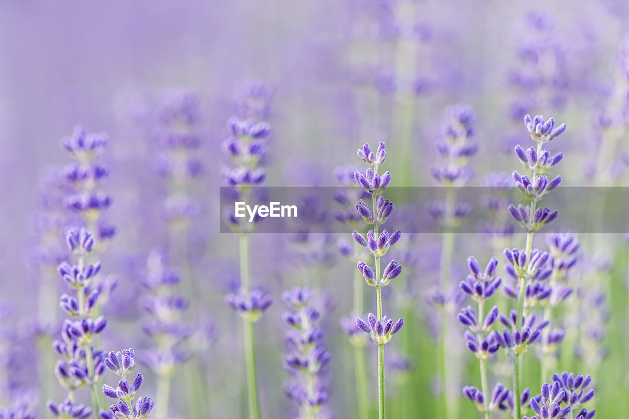 close-up of plant against blurred background