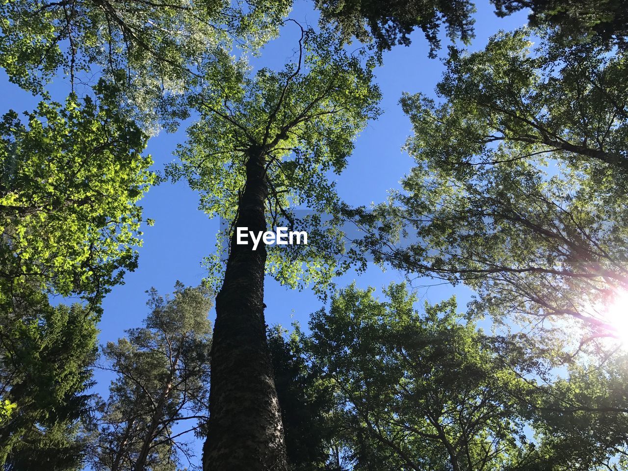 Low angle view of trees in forest on sunny day