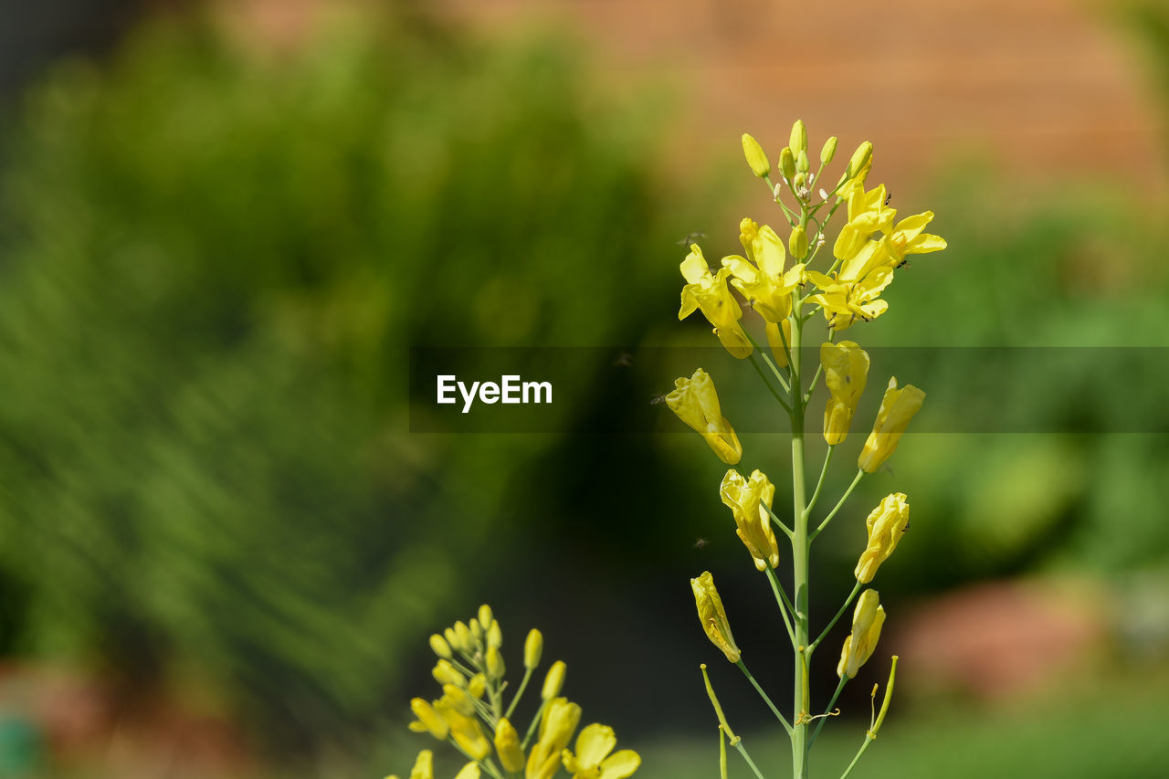 CLOSE-UP OF YELLOW FLOWERING PLANT