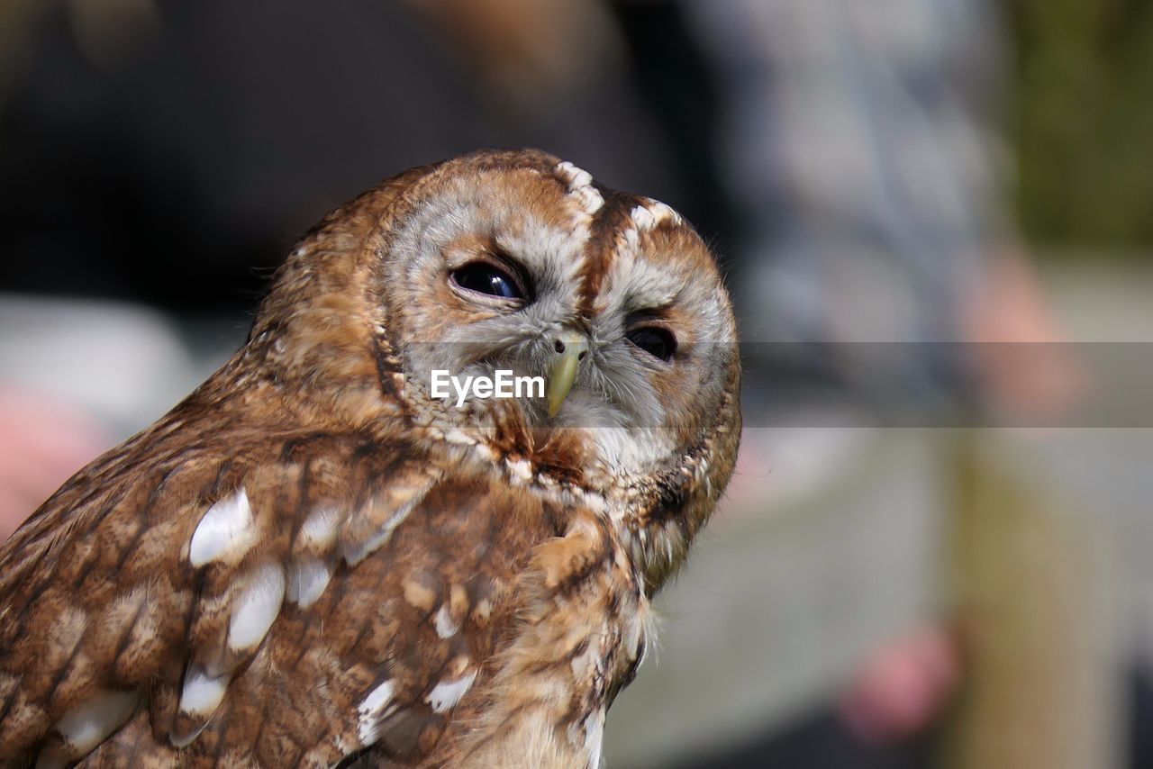 Close-up of owl