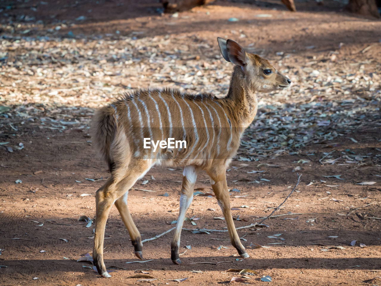 Young nyala antelope walking in 