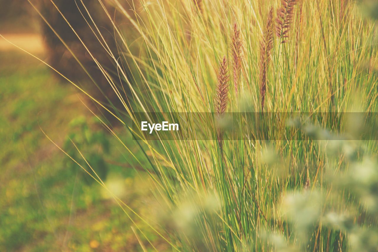 CLOSE-UP OF GRASS GROWING ON FIELD