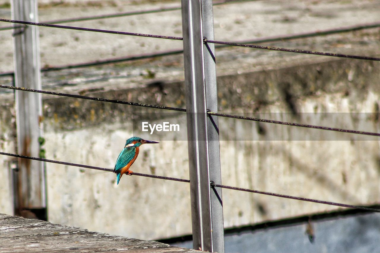 CLOSE-UP OF BIRD PERCHING ON METAL