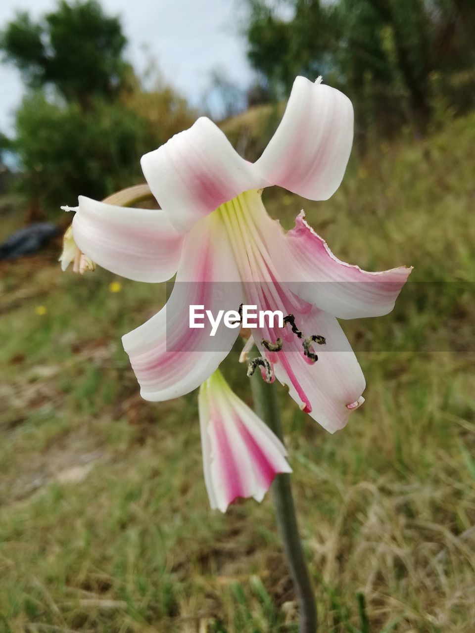 CLOSE-UP OF INSECT ON PINK FLOWER BLOOMING OUTDOORS