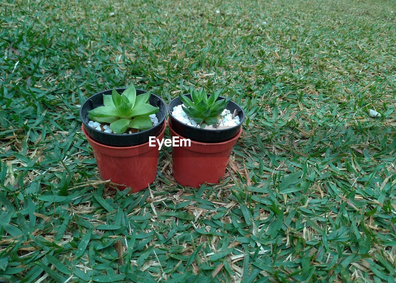 HIGH ANGLE VIEW OF POTTED PLANT IN FIELD