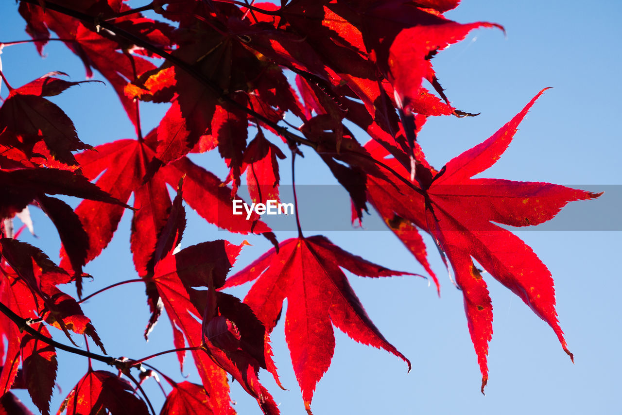 Close-up of maple leaves on tree against sky