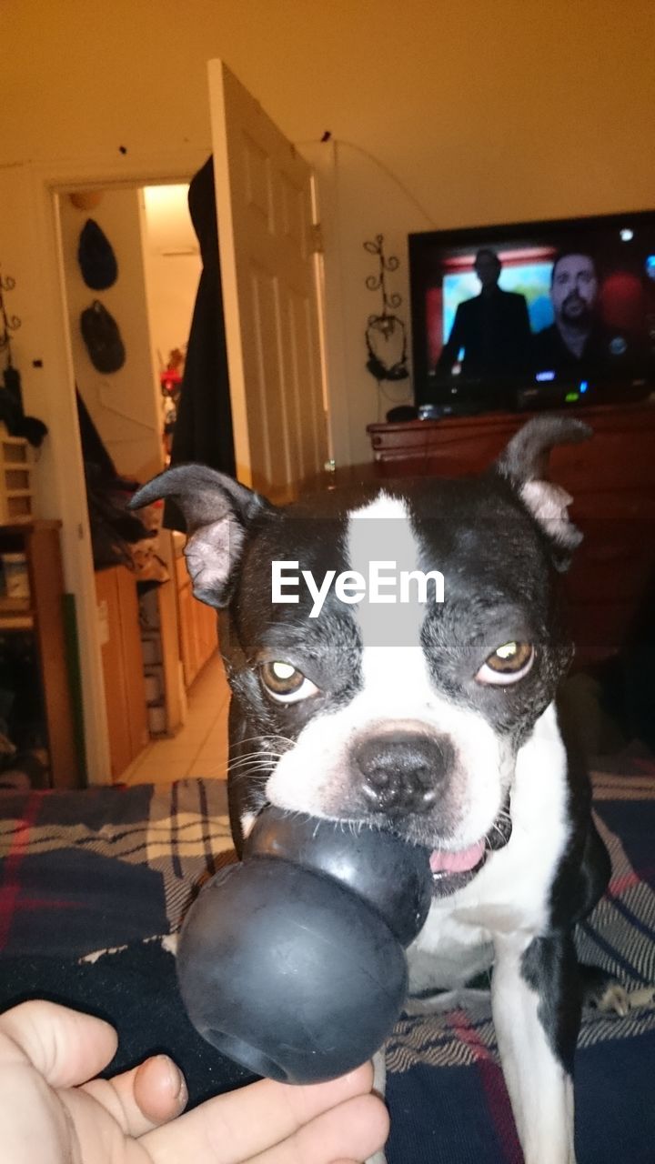 CLOSE-UP PORTRAIT OF DOG ON BED