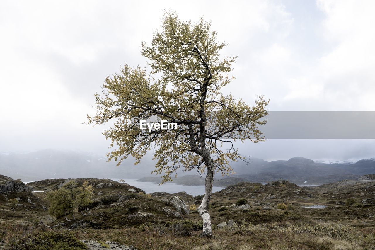 Tree on landscape against sky