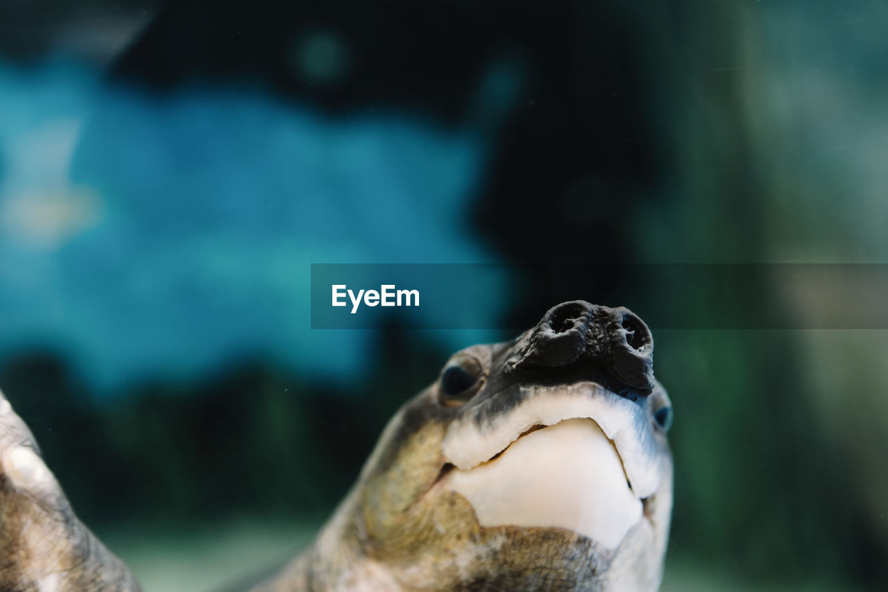 From below of calm big pig nosed turtle swimming among small colorful fishes underwater on blurred background