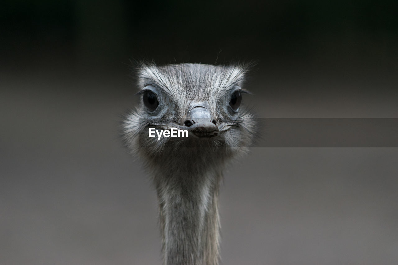 Close-up portrait of a ostrich bird